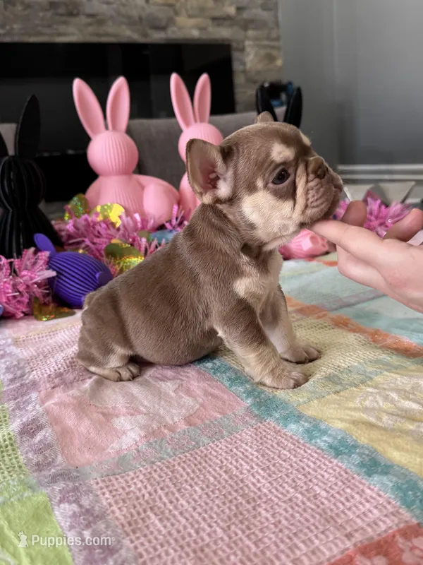 Coco Chanel  – French Bulldog puppy for sale in Buffalo, NY