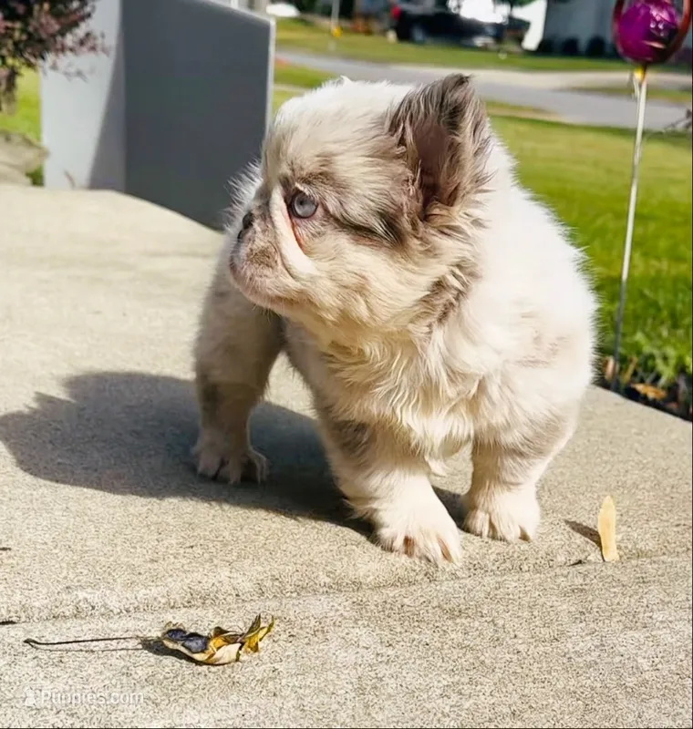 Dolce  – French Bulldog puppy for sale in Buffalo, NY