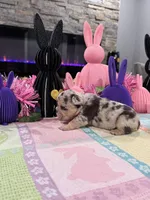 Gypsy, a female English Bulldog and French Bulldog for sale in Buffalo, NY – Photo 3 of 3