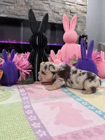 Gypsy, a female English Bulldog and French Bulldog for sale in Buffalo, NY – Photo 2 of 3