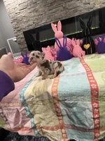 Gypsy, a female English Bulldog and French Bulldog for sale in Buffalo, NY – Photo 1 of 3