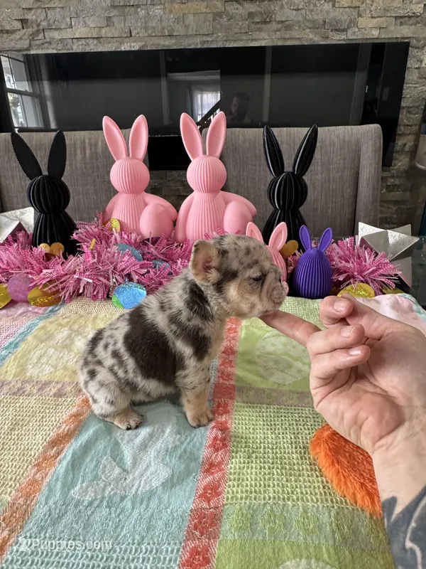 Gypsy – English Bulldog, French Bulldog puppy for sale in Buffalo, NY