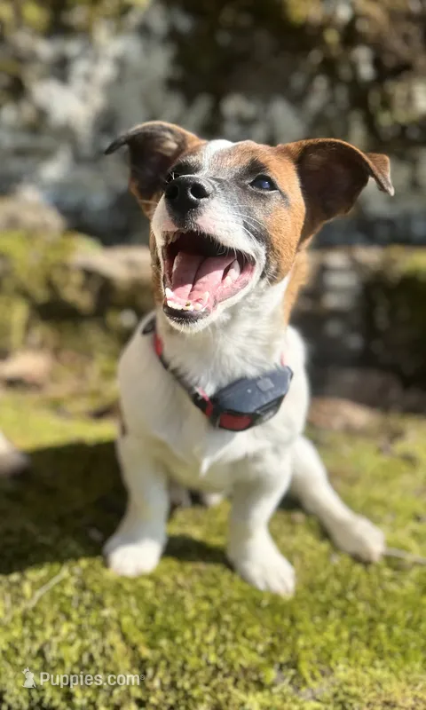Bandito – Jack Russell Terrier puppy for sale in Sunderland, MA