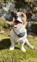 Bandito, a male Jack Russell Terrier for sale in Sunderland, MA – 1 of 3