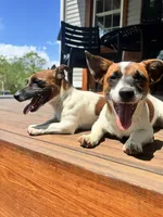 Bandito, a male Jack Russell Terrier for sale in Sunderland, MA – 2 of 3