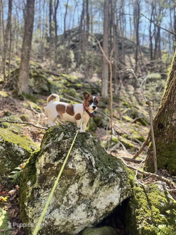Bandito – Jack Russell Terrier puppy for sale in Sunderland, MA