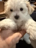 Girl 2, a female Maltipoo for sale in Georgetown, TX – 5 of 10