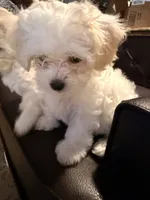 Girl 2, a female Maltipoo for sale in Georgetown, TX – 10 of 10