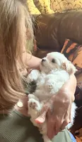 Girl 1, a female Maltipoo for sale in Georgetown, TX – 2 of 10