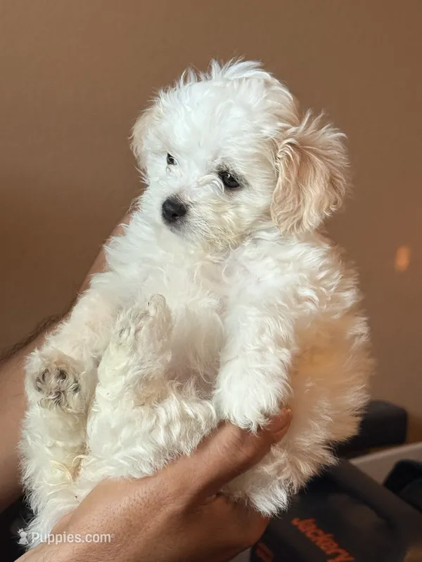 Girl 1 – Maltipoo puppy for sale in Georgetown, TX