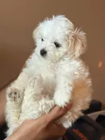 Girl 1, a female Maltipoo for sale in Georgetown, TX – 1 of 10