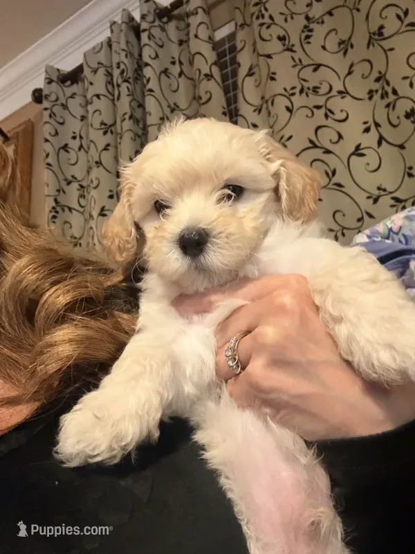 Kye  – Maltipoo puppy for sale in Georgetown, TX