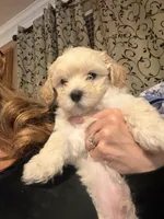 Kye , a male Maltipoo for sale in Georgetown, TX – 1 of 8