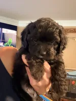 Scooter, a male Maltese and Poodle - Miniature  for sale in Georgetown, TX – 2 of 9