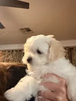 Girl 2, a female Maltipoo for sale in Georgetown, TX – 9 of 10