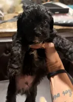 Scooter, a male Maltese and Poodle - Miniature  for sale in Georgetown, TX – 4 of 9