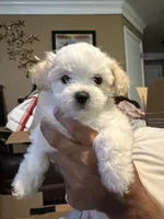 Spice, a female Maltese and Poodle - Miniature  for sale in Georgetown, TX – 2 of 7