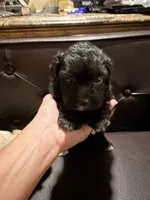 Scooter, a male Maltese and Poodle - Miniature  for sale in Georgetown, TX – 6 of 9
