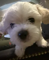 Spice, a female Maltese and Poodle - Miniature  for sale in Georgetown, TX – 7 of 7