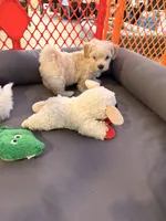 Kye , a male Maltipoo for sale in Georgetown, TX – 5 of 8