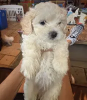 Kye , a male Maltipoo for sale in Georgetown, TX – 6 of 8
