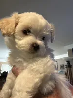 Spice, a female Maltese and Poodle - Miniature  for sale in Georgetown, TX – 4 of 7