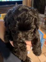 Scooter, a male Maltese and Poodle - Miniature  for sale in Georgetown, TX – 5 of 9