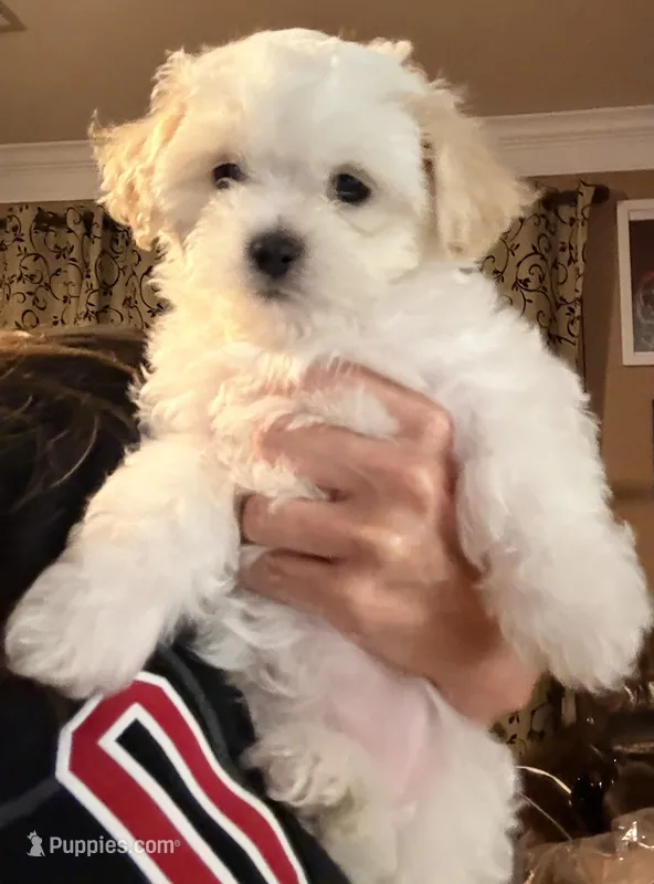 Girl 2 – Maltipoo puppy for sale in Georgetown, TX