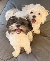 Scooter, a male Maltese and Poodle - Miniature  for sale in Georgetown, TX – 8 of 9