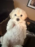 Apricot Girl, a female Maltipoo for sale in Georgetown, TX – 7 of 9