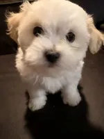 Girl 2, a female Maltipoo for sale in Georgetown, TX – 6 of 10