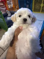 Spice, a female Maltese and Poodle - Miniature  for sale in Georgetown, TX – 5 of 7