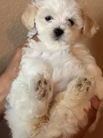 Girl 1, a female Maltipoo for sale in Georgetown, TX – 8 of 10
