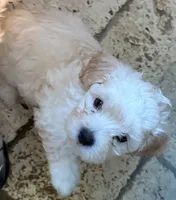 Kye , a male Maltipoo for sale in Georgetown, TX – 4 of 8