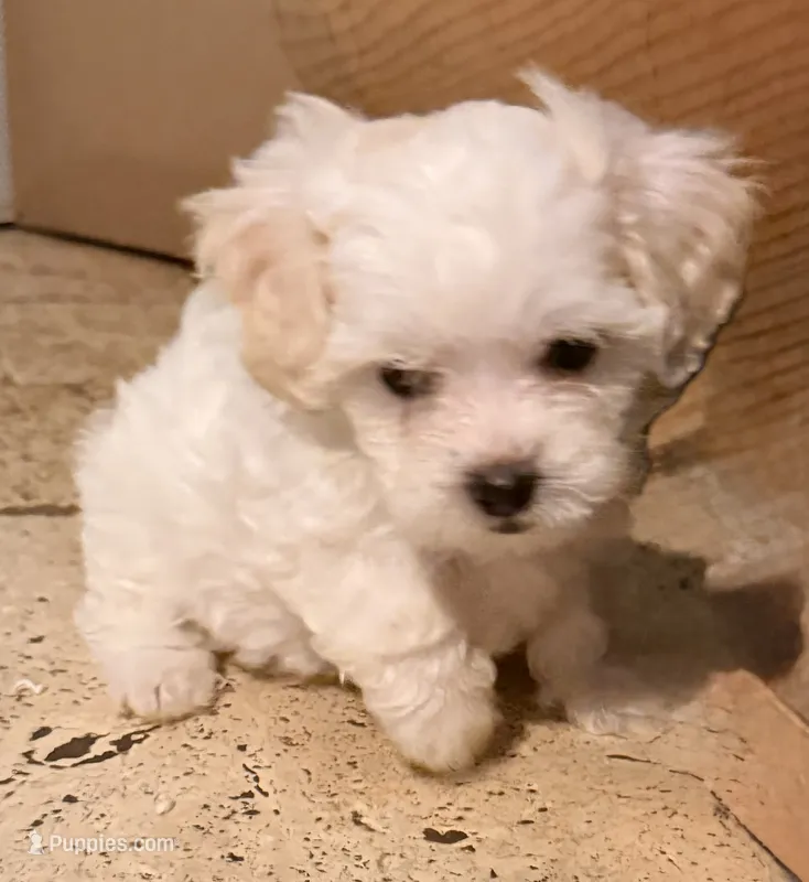 Spice – Maltese, Poodle - Miniature  puppy for sale in Georgetown, TX