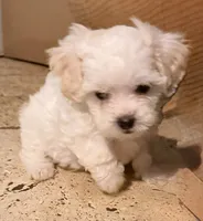 Spice, a female Maltese and Poodle - Miniature  for sale in Georgetown, TX – 1 of 7
