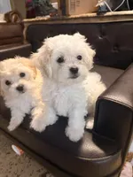 Girl 2, a female Maltipoo for sale in Georgetown, TX – 7 of 10