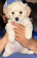 Apricot Girl, a female Maltipoo for sale in Georgetown, TX – 2 of 9