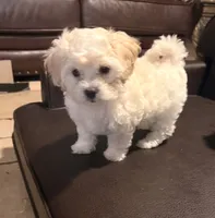 Girl 2, a female Maltipoo for sale in Georgetown, TX – 3 of 10