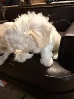 Girl 2, a female Maltipoo for sale in Georgetown, TX – 4 of 10