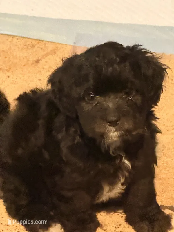 Scooter – Maltese, Poodle - Miniature  puppy for sale in Georgetown, TX