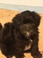 Scooter, a male Maltese and Poodle - Miniature  for sale in Georgetown, TX – 1 of 9