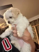 Girl 2, a female Maltipoo for sale in Georgetown, TX – 2 of 10