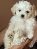 Girl 1, a female Maltipoo for sale in Georgetown, TX – 10 of 10
