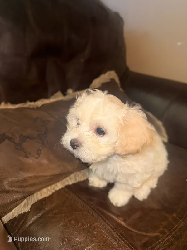 Apricot Girl – Maltipoo puppy for sale in Georgetown, TX