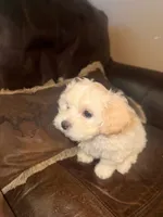 Apricot Girl, a female Maltipoo for sale in Georgetown, TX – 1 of 9