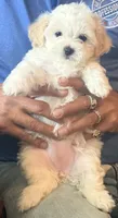 Apricot Girl, a female Maltipoo for sale in Georgetown, TX – 3 of 9