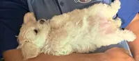 Apricot Girl, a female Maltipoo for sale in Georgetown, TX – 6 of 9