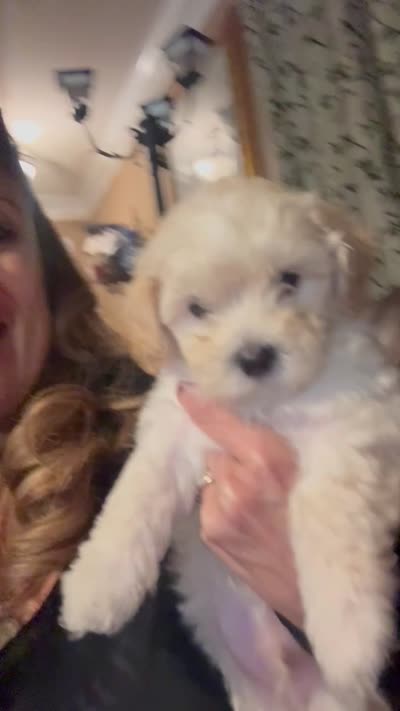 Kye , a male Maltipoo for sale in Georgetown, TX – 8 of 8