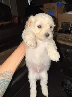 Kye , a male Maltipoo for sale in Georgetown, TX – 7 of 8